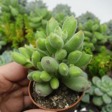 COTYLEDON LADISMITHIENSIS, image 