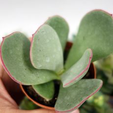 COTYLEDON ORBICULATA, image , 2 image