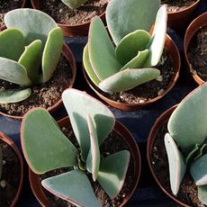 COTYLEDON ORBICULATA, image 