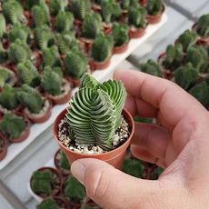 CRASSULA BUDDHA'S TEMPLE, image , 2 image
