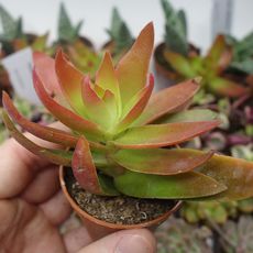 CRASSULA CAMPFIRE, image 