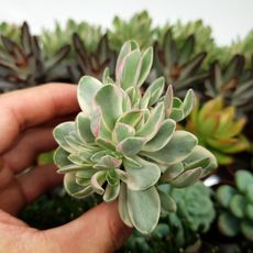 CRASSULA CULTRATA VARIEGATA, image 