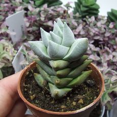 CRASSULA DECEPTOR, image , 2 image