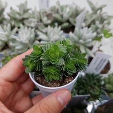 CRASSULA ESTAGNOL, image 