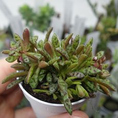 CRASSULA EXILIS COOPERI, image 