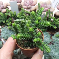 CRASSULA LYCOPODIOIDES MONSTROSA, image 