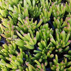 CRASSULA OVATA GOLLUM, image _ab__is.image_number.default