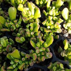 CRASSULA OVATA GOLLUM, image _ab__is.image_number.default