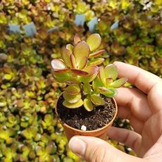 CRASSULA OVATA HUMMEL'S SUNSET, image 