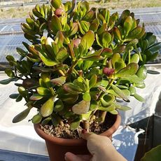 CRASSULA PORTULACEA, image 