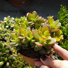 CRASSULA OVATA, image 