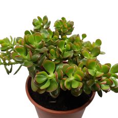 CRASSULA OVATA, image , 2 image