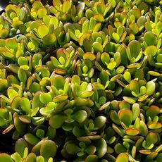 CRASSULA OVATA, image , 3 image