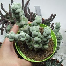 CRASSULA PLEGMATOIDES, image 