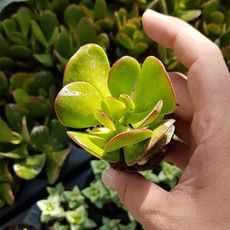 CRASSULA PORTULACEA, image 