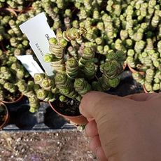 CRASSULA RUPESTRIS HOTTENTOT, image , 3 image