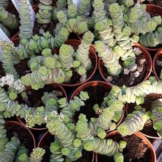 CRASSULA RUPESTRIS HOTTENTOT, image _ab__is.image_number.default