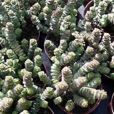 CRASSULA RUPESTRIS HOTTENTOT, image , 2 image