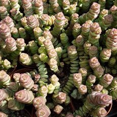 CRASSULA RUPESTRIS HOTTENTOT, image _ab__is.image_number.default