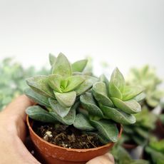 CRASSULA SPRINGTIME, image _ab__is.image_number.default