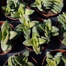 CRASSULA SPRINGTIME, image 