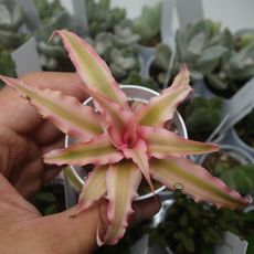 CRYPTHANTHUS PINK STAR, image , 2 image