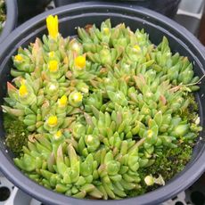 DELOSPERMA CONGESTUM YELLOW, image 