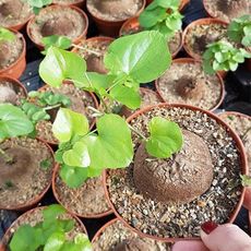 DIOSCOREA ELEPHANTIPES, image _ab__is.image_number.default