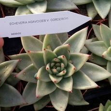 ECHEVERIA AGAVOIDES V. CORDEROYI, image 