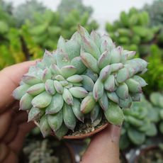 ECHEVERIA APUS CRISTATA, image 