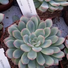 ECHEVERIA APUS, image , 4 image