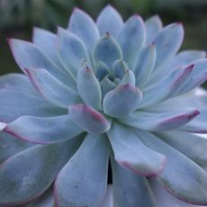 ECHEVERIA APUS, image _ab__is.image_number.default