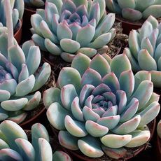 ECHEVERIA APUS, image 