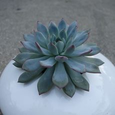 ECHEVERIA APUS, image _ab__is.image_number.default