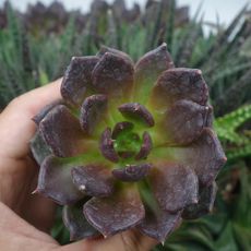 ECHEVERIA BLACK PRINCE, image 