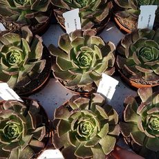 ECHEVERIA BROWN ROSE, image 