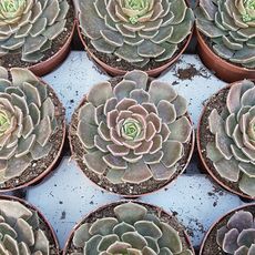 ECHEVERIA BROWN ROSE, image _ab__is.image_number.default