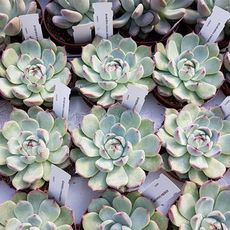 ECHEVERIA CHIHUAHUAENSIS, image _ab__is.image_number.default