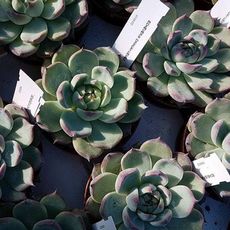 ECHEVERIA CHIHUAHUAENSIS, image _ab__is.image_number.default