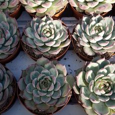 ECHEVERIA CHIHUAHUAENSIS, image _ab__is.image_number.default