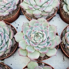 ECHEVERIA CHIHUAHUAENSIS, image 