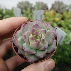 ECHEVERIA CHIHUAHUENSIS, image , 3 image