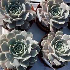 ECHEVERIA CLARA, image _ab__is.image_number.default