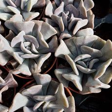 ECHEVERIA CUBIC FROST, image , 5 image