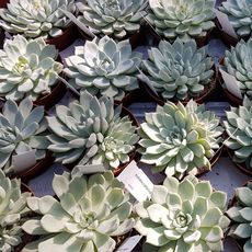 ECHEVERIA CUSPIDATA ZARAGOZA, image , 2 image