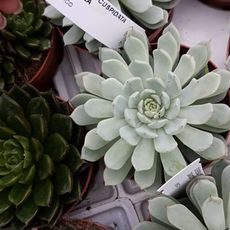 ECHEVERIA CUSPIDATA ZARAGOZA, image _ab__is.image_number.default