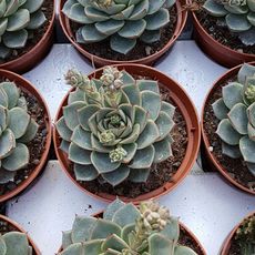 ECHEVERIA FABIOLA, image _ab__is.image_number.default