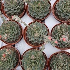 ECHEVERIA FABIOLA, image , 2 image