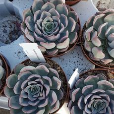 ECHEVERIA HERCULES, image 