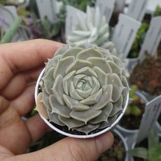 ECHEVERIA HYALINA, image _ab__is.image_number.default